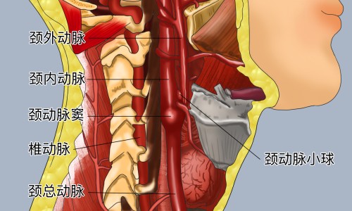 生姜泡红枣的功效和作用-【生姜泡白醋的功效】生姜泡脚的功效 - 生姜泡红枣的功效网